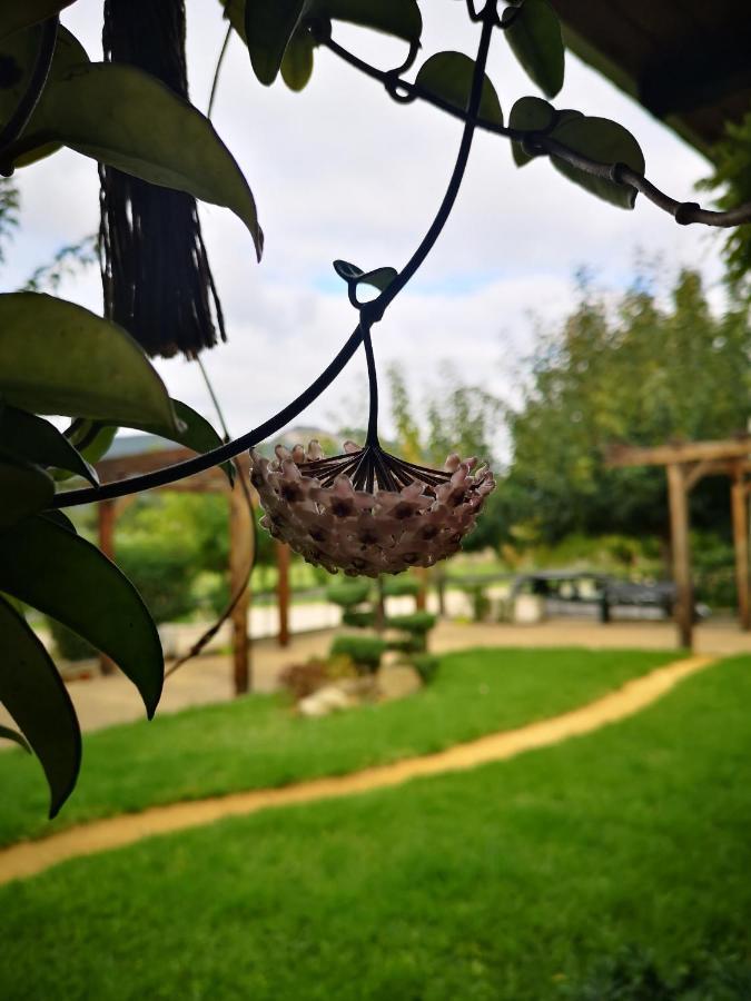 Casa Da Ferreirinha Vendégház Faldejaes Kültér fotó
